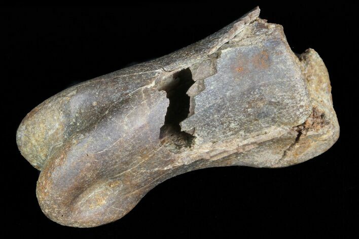 Struthiomimus Hand Bone - Montana #72531